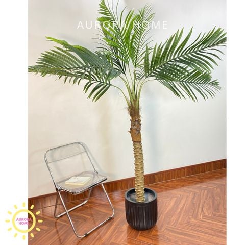 Cây dừa cảnh hoàng kim trang trí nhà