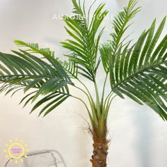 Cây dừa cảnh hoàng kim trang trí nhà