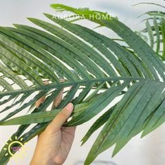 Cây dừa cảnh hoàng kim trang trí nhà