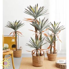 Cây Dứa Phát Tài - Cây giả tài lộc