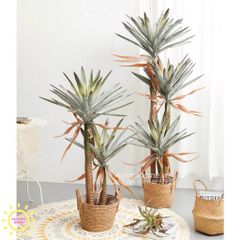 Cây Dứa Phát Tài - Cây giả tài lộc