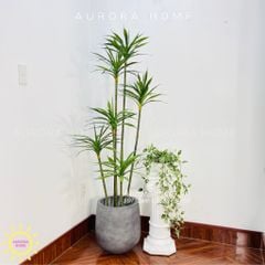 Cây dứa Sisal giả cao cấp