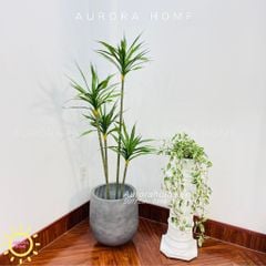Cây dứa Sisal giả cao cấp