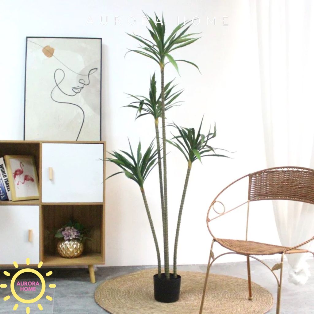 Cây dứa Sisal giả cao cấp