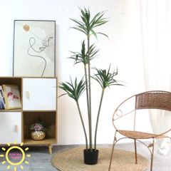 Cây dứa Sisal giả cao cấp