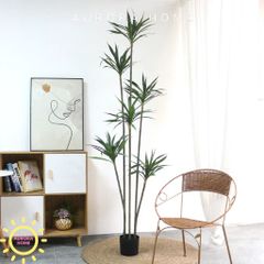 Cây dứa Sisal giả cao cấp