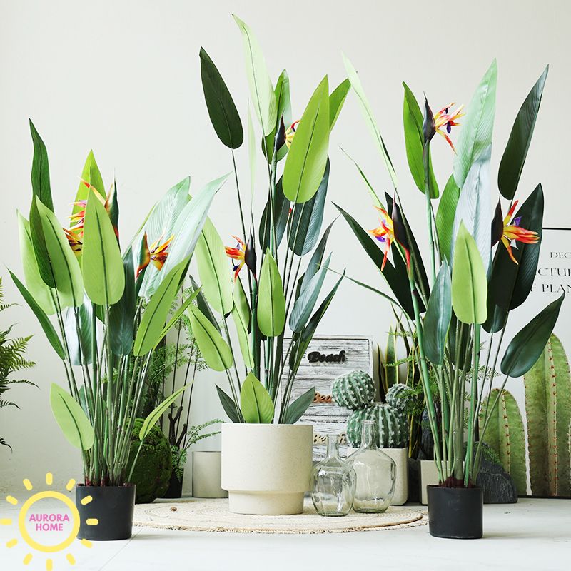 Cây chuối thiên điểu giả