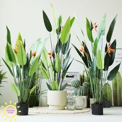 Cây chuối thiên điểu giả