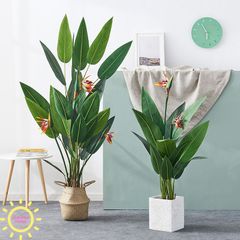 Cây chuối thiên điểu giả