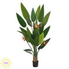 Cây chuối thiên điểu giả