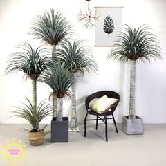 Cây giả cọ huyết rồng Yucca