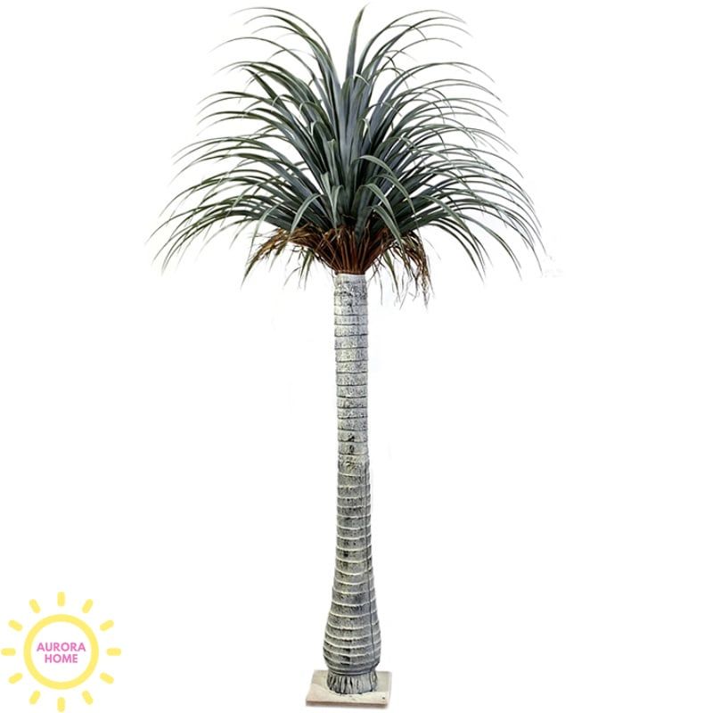 Cây giả cọ huyết rồng Yucca