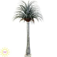 Cây giả cọ huyết rồng Yucca