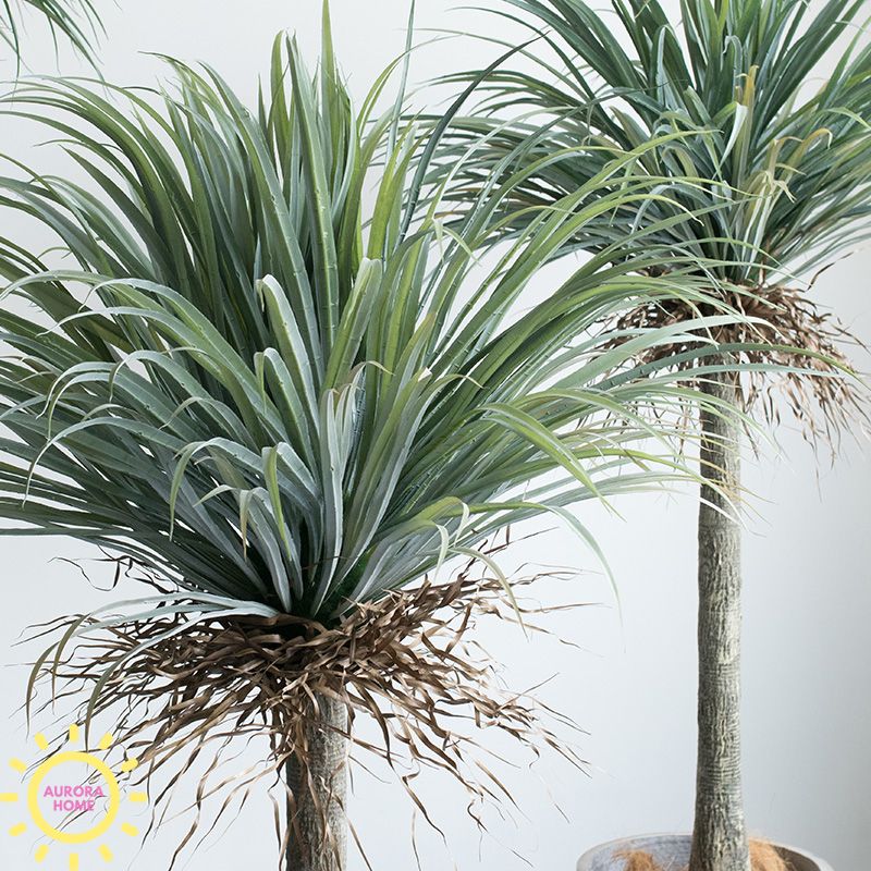 Cây giả cọ huyết rồng Yucca
