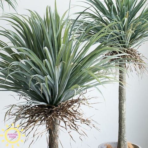 Cây giả cọ huyết rồng Yucca