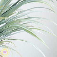 Cây giả cọ huyết rồng Yucca