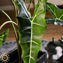 Cây giả Premium Cây Môn Ngựa Salian Alocasia