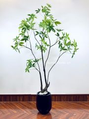 Cây Asebi nhật bản trang trí (cây giả)
