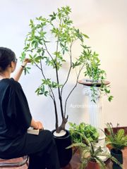 Cây Asebi nhật bản trang trí (cây giả)
