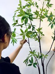 Cây Asebi nhật bản trang trí (cây giả)