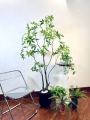 Tiểu cảnh cây giả Asebi (Set cây decor 05)