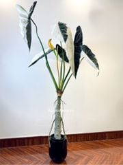 Cây giả Premium Cây Môn Ngựa Salian Alocasia bạch biến