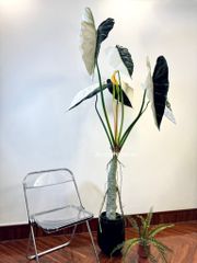 Cây giả Premium Cây Môn Ngựa Salian Alocasia bạch biến