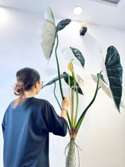 Cây giả Premium Cây Môn Ngựa Salian Alocasia bạch biến