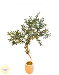 Cây ô liu giả dáng bonsai độc đáo