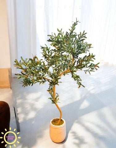 Cây ô liu giả dáng bonsai độc đáo