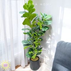 Cây bàng Singapore giả nhánh thẳng cao cấp