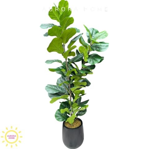 Cây bàng Singapore giả nhánh thẳng cao cấp