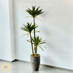 Cây phát tài núi cổ điển cao cấp - cây nhân tạo trang trí