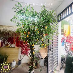 Cây hoa hồng leo cao 3m trang trí quán cafe