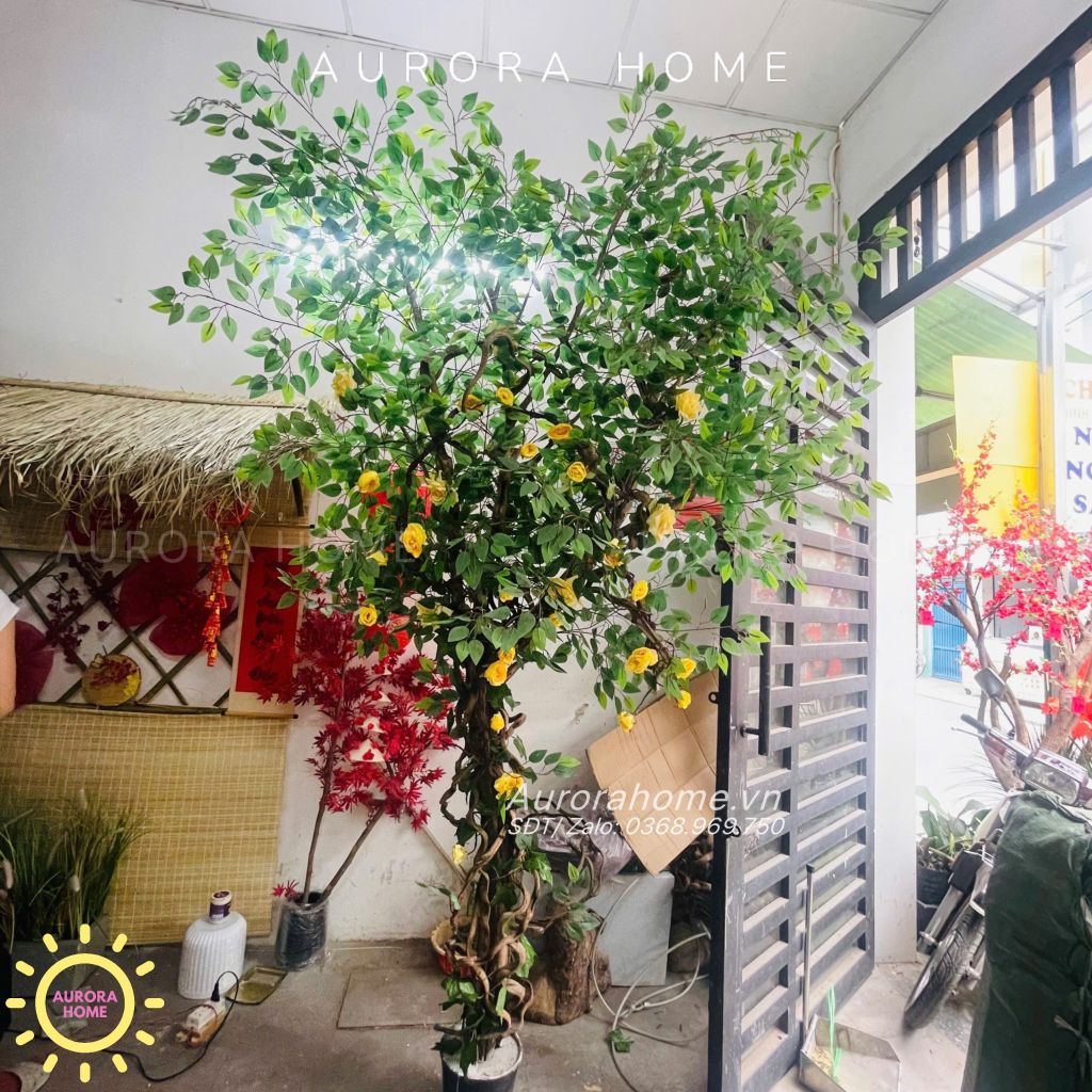 Cây hoa hồng leo cao 3m trang trí quán cafe