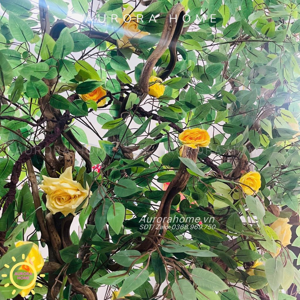 Cây hoa hồng leo cao 3m trang trí quán cafe