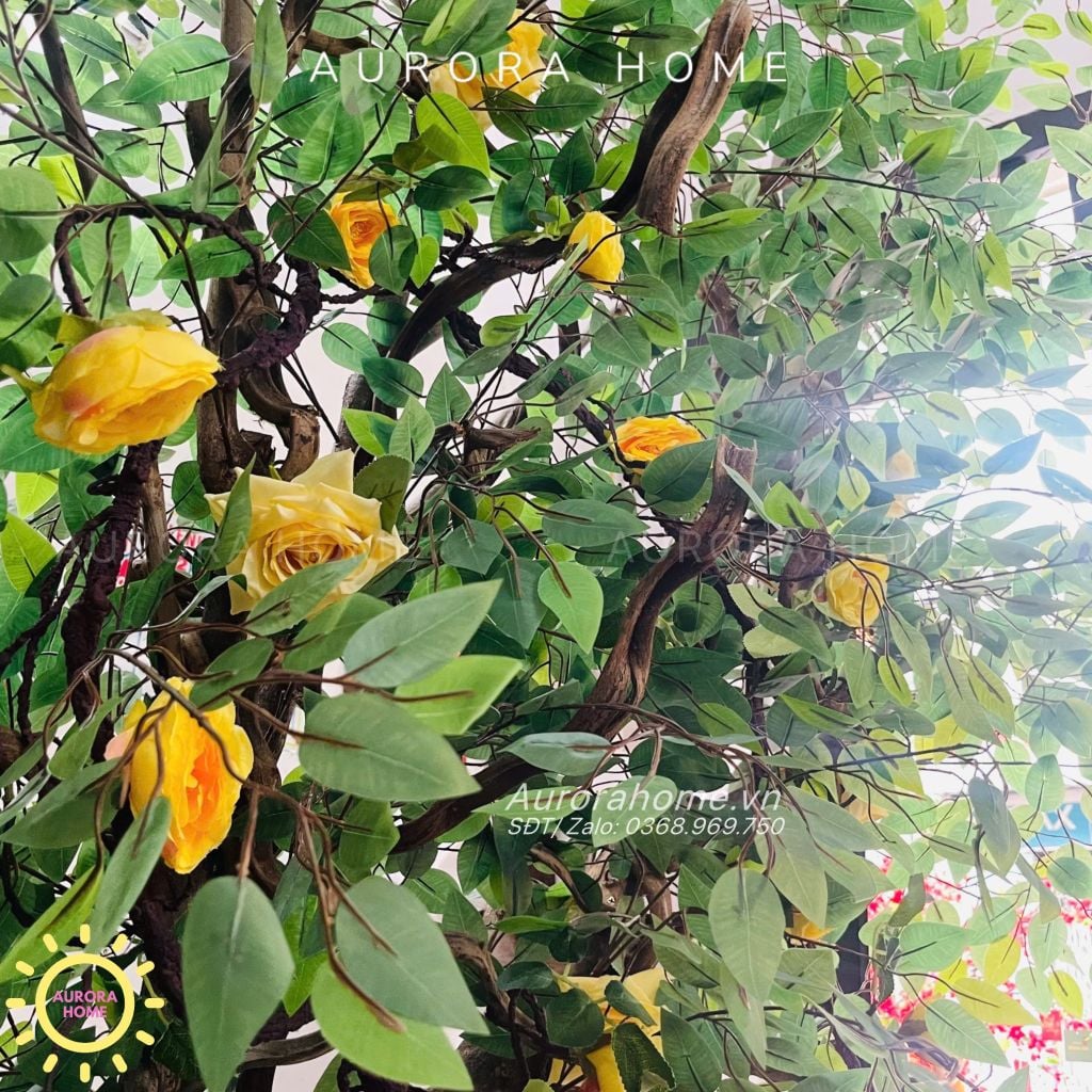 Cây hoa hồng leo cao 3m trang trí quán cafe