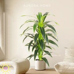 Cây huyết dụ cây gỗ Brazil xanh cao cấp