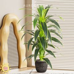 Cây huyết dụ cây gỗ Brazil xanh cao cấp