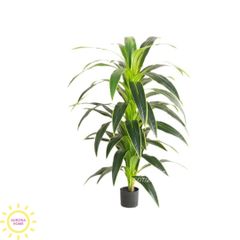 Cây huyết dụ cây gỗ Brazil xanh cao cấp