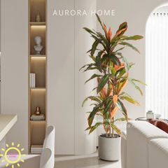 Cây huyết dụ cây hoa sắt đỏ cao cấp