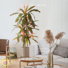 Cây huyết dụ cây hoa sắt đỏ cao cấp