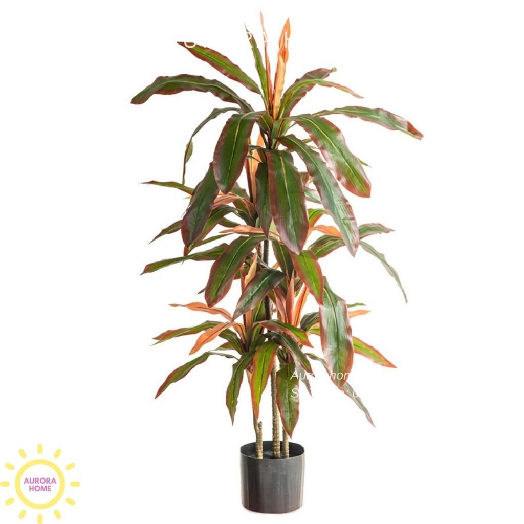 Cây huyết dụ cây hoa sắt đỏ cao cấp