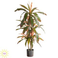 Cây huyết dụ cây hoa sắt đỏ cao cấp