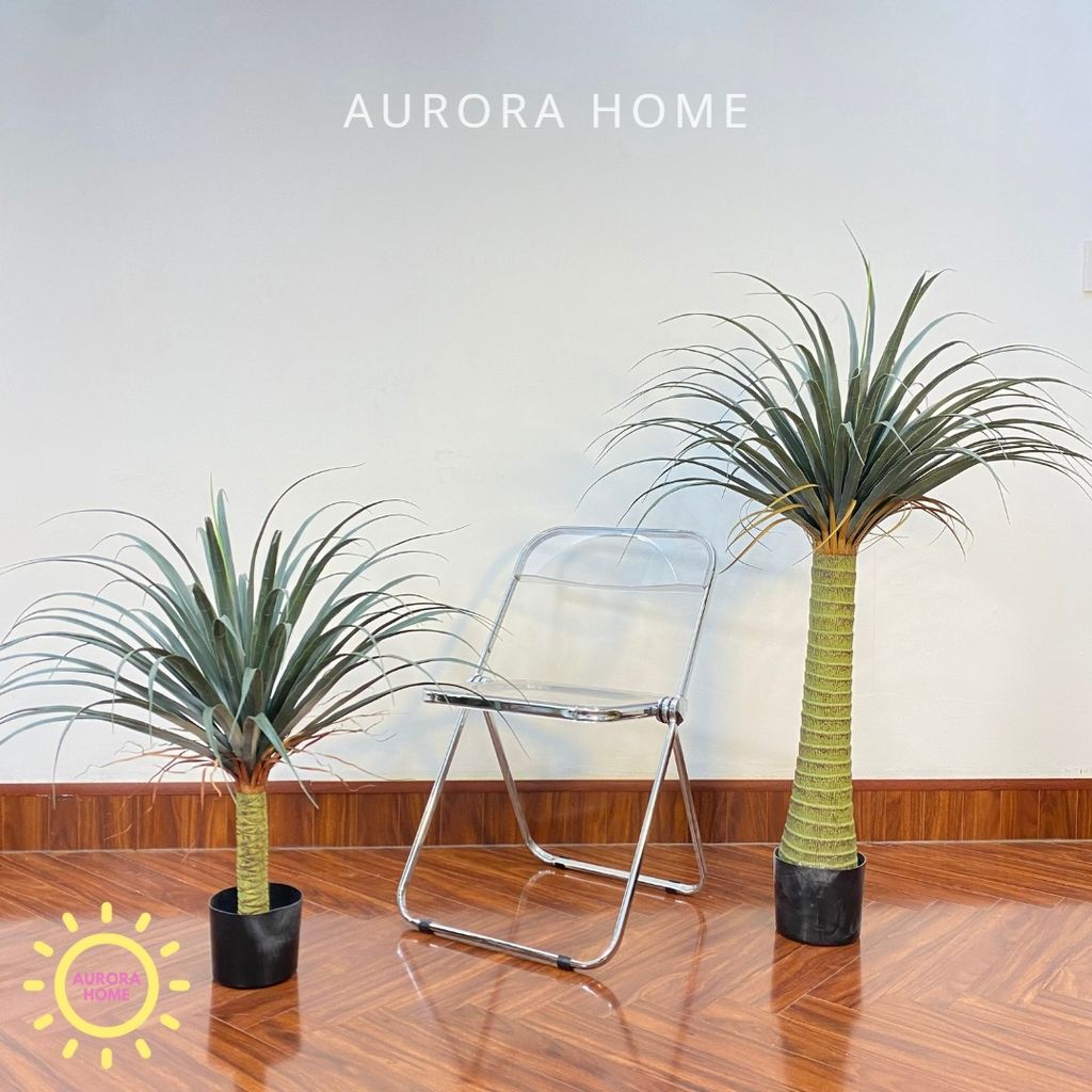 Chậu cây huyết rồng một thân cao cấp trang trí nhà