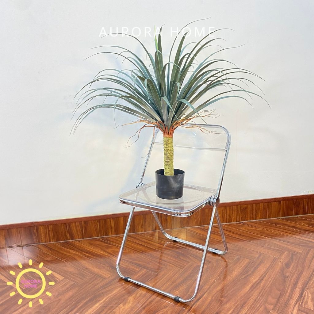 Chậu cây huyết rồng một thân cao cấp trang trí nhà