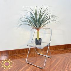 Chậu cây huyết rồng một thân cao cấp trang trí nhà