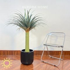 Chậu cây huyết rồng một thân cao cấp trang trí nhà