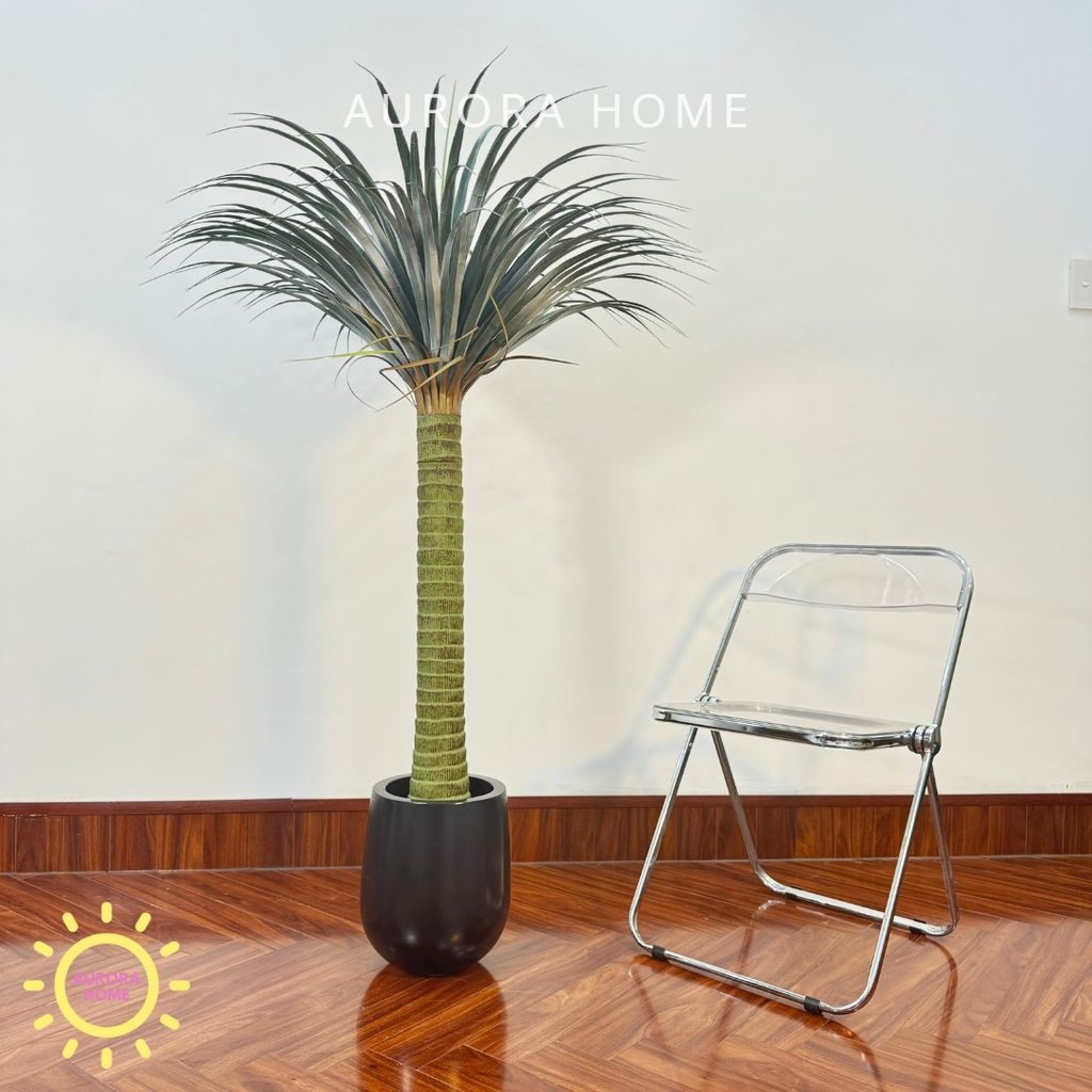 Chậu cây huyết rồng một thân cao cấp trang trí nhà