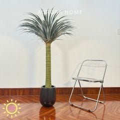 Chậu cây huyết rồng một thân cao cấp trang trí nhà